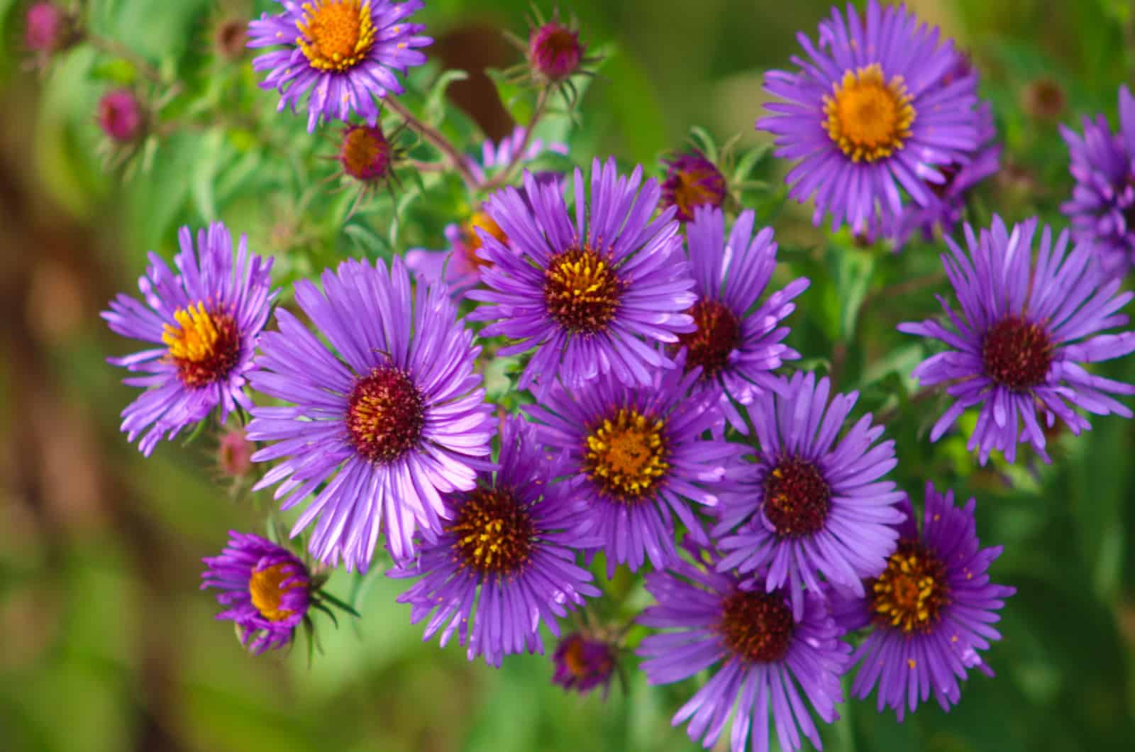 The New England Aster