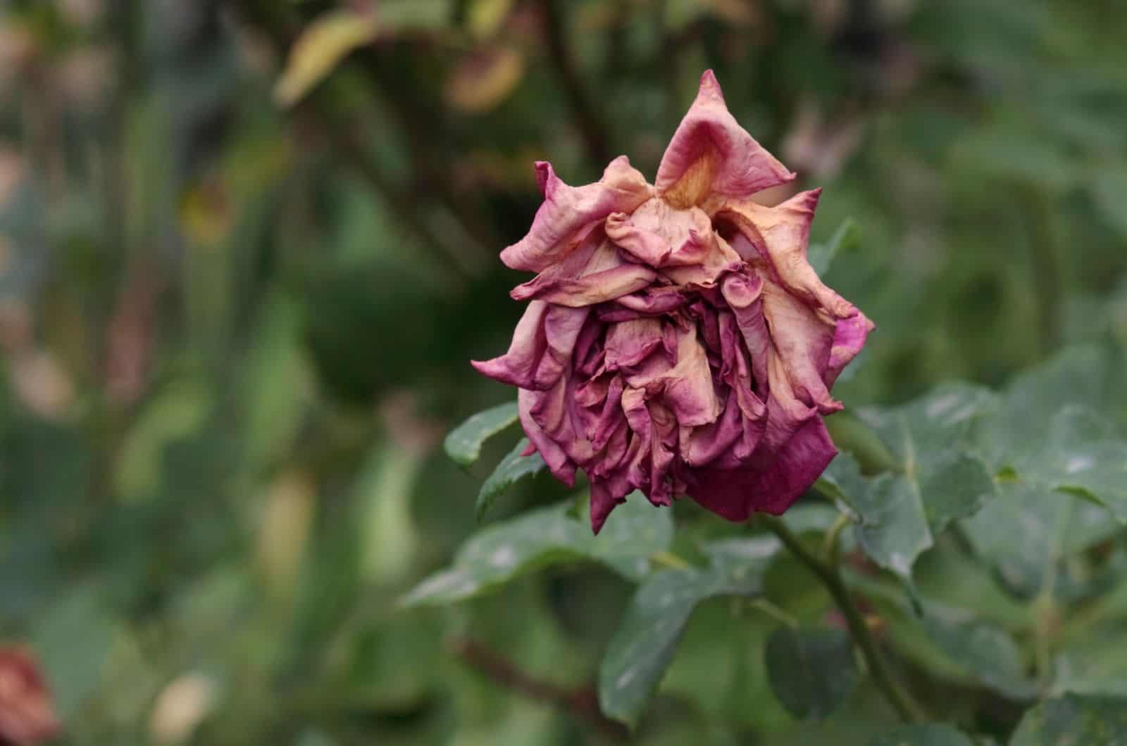 The rose flower is dried by the hot summer sun