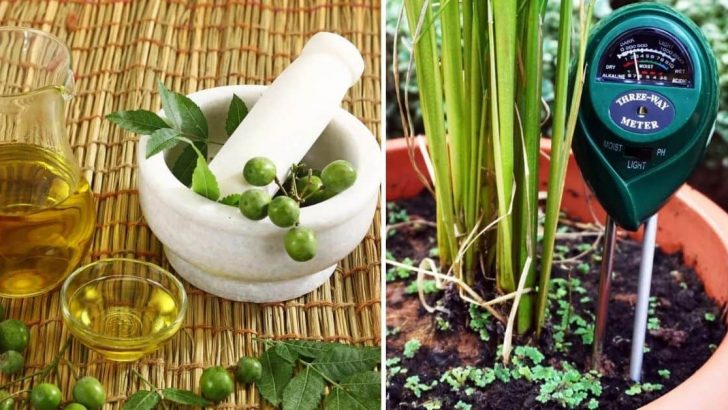 16 Essential Houseplant Tools Every Gardener Should Have