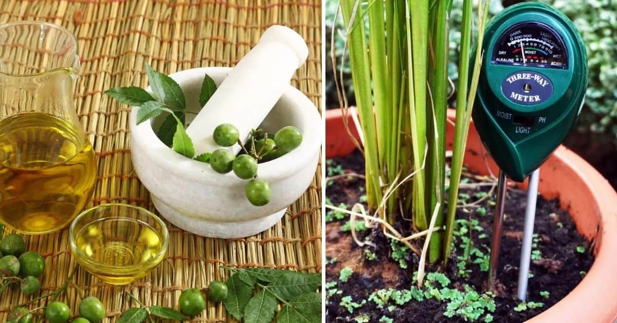 16 Essential Houseplant Tools Every Gardener Should Have