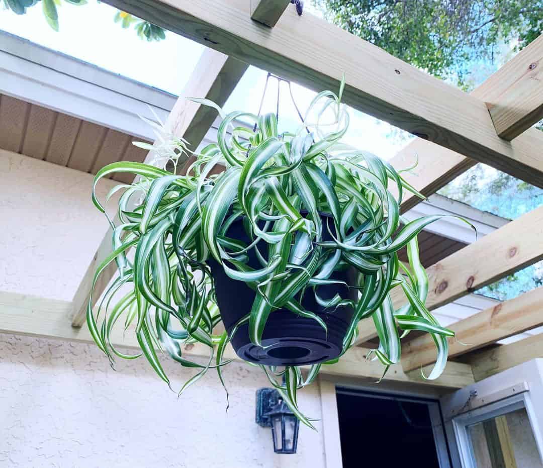 Variegated Bonnie Spider Plant