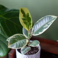 Variegated Rubber Plant in a white pot