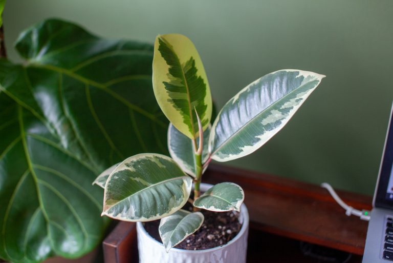 Variegated Rubber Plant in a white pot