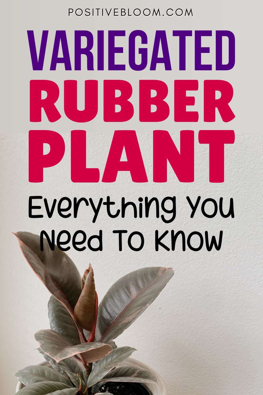 Variegated Rubber Plant Everything You Need To Know Pinterest