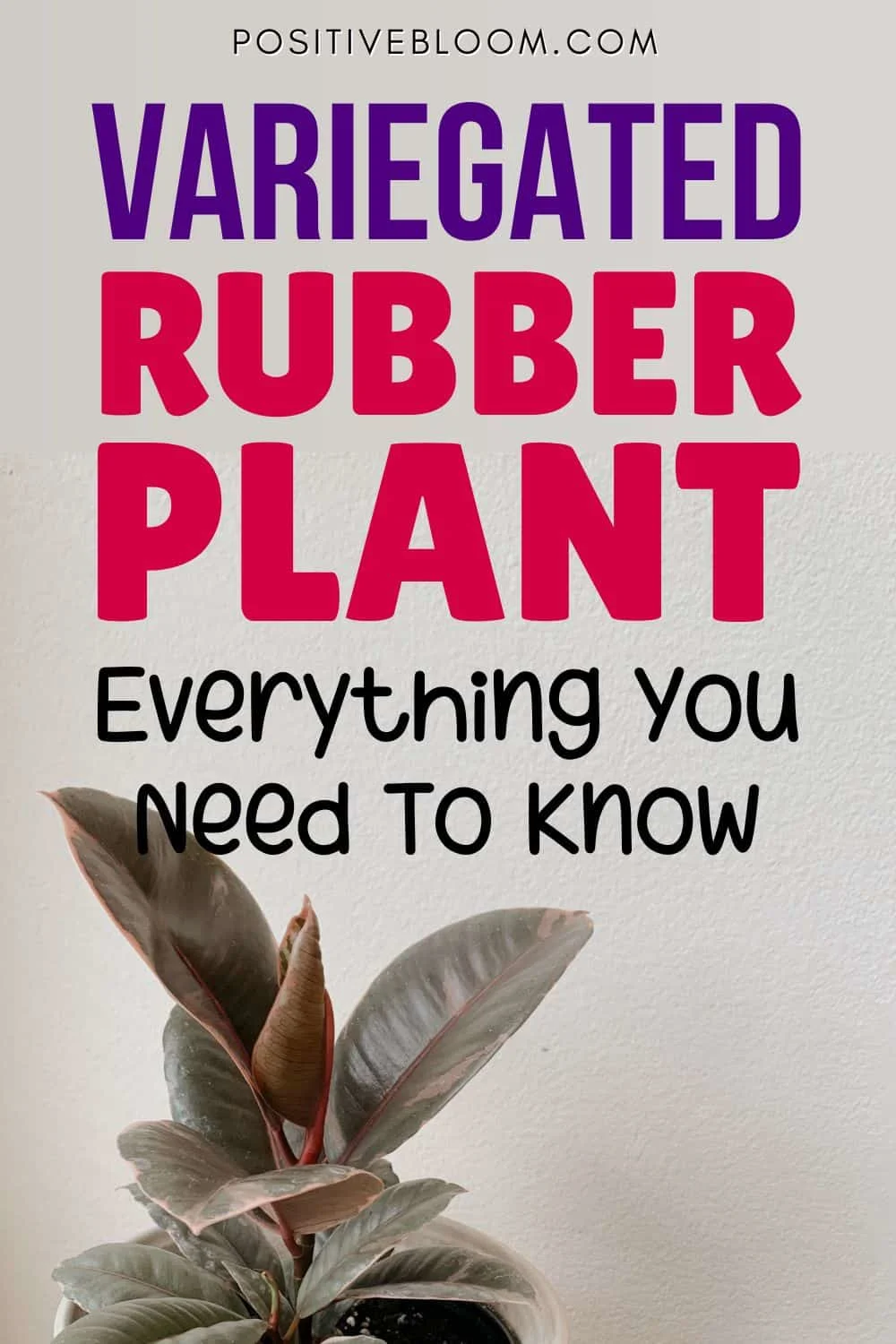 Variegated Rubber Plant Everything You Need To Know Pinterest