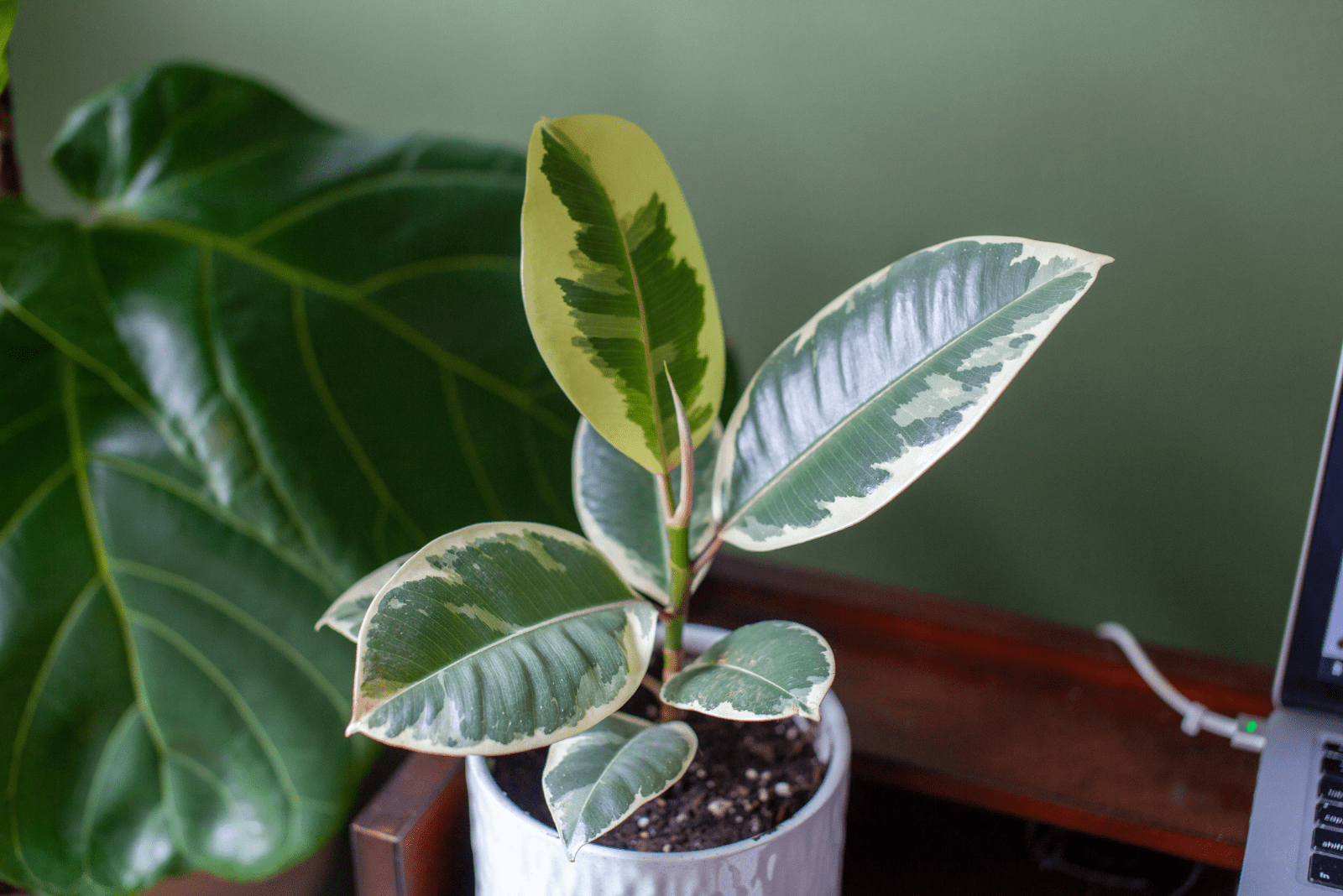 Variegated Rubber Plant: Everything You Need To Know