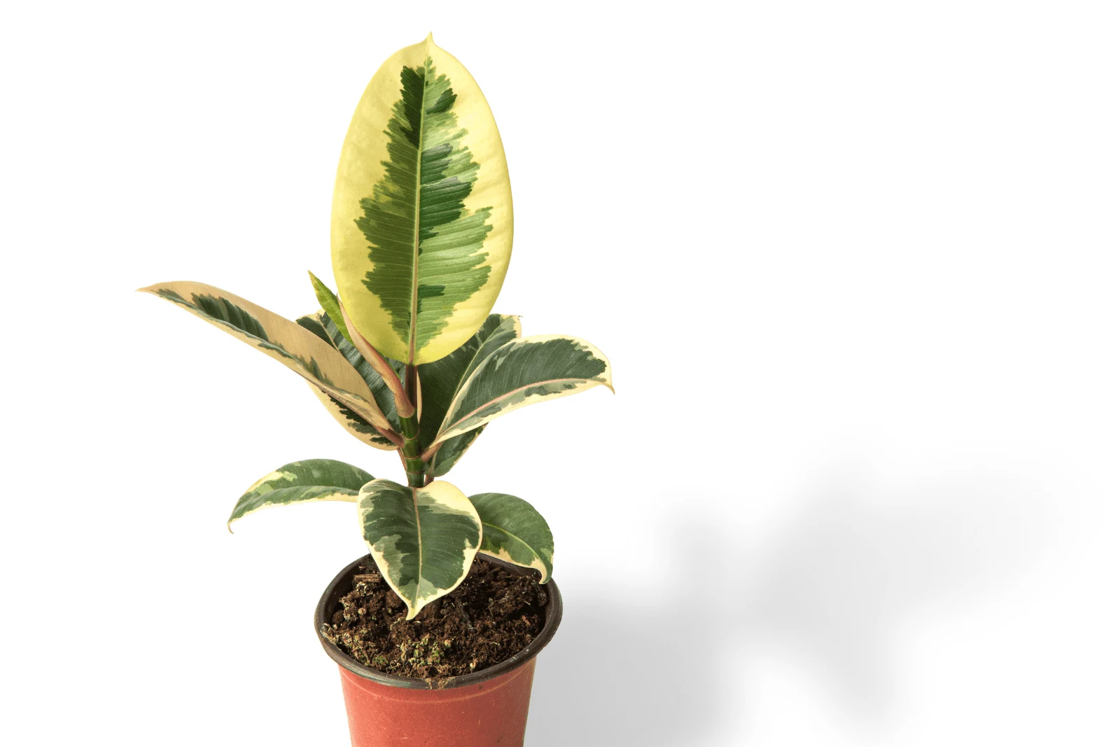 Variegated Rubber Plant in a brown pot