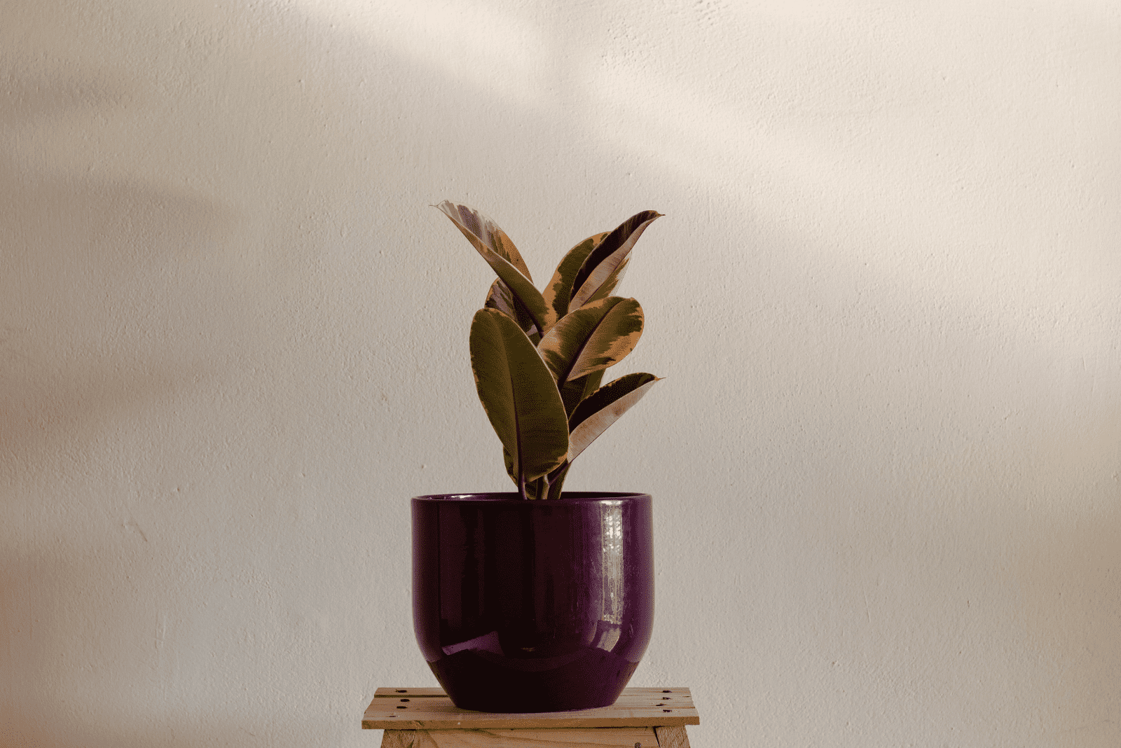 Variegated Rubber Plant in a pot on the table