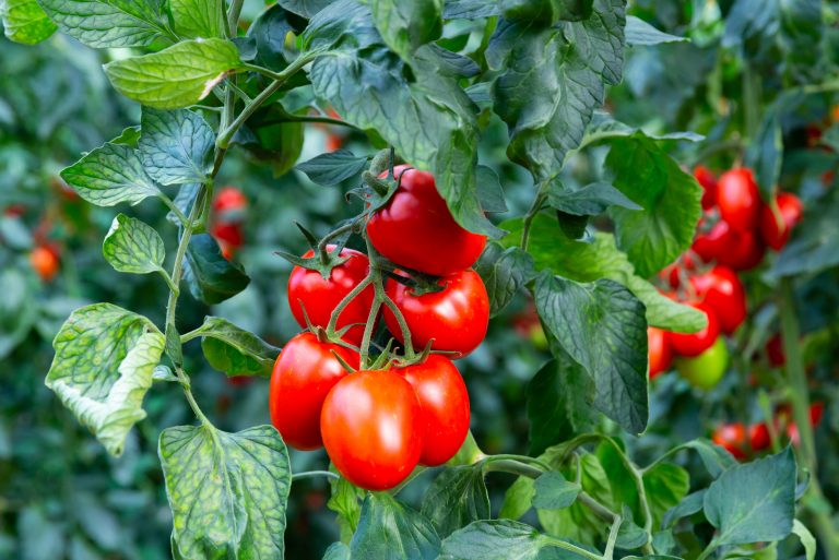 ripe tomatoes in garden