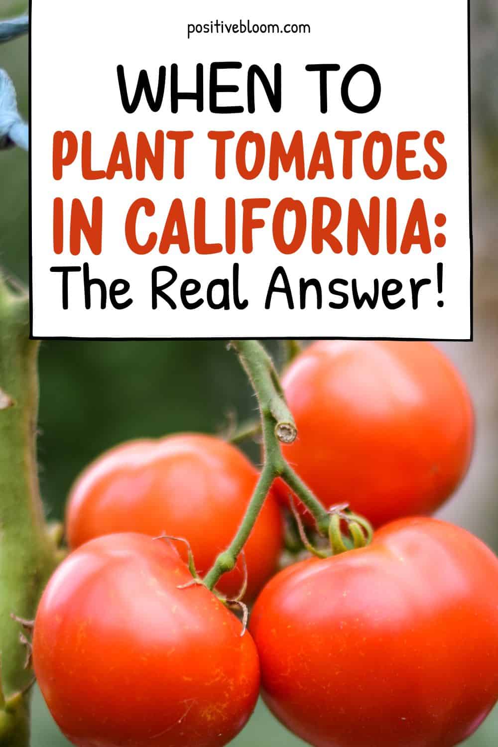 When To Plant Tomatoes In California The Real Answer! Pinterest
