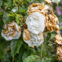 Beautiful wilted white roses in late summer