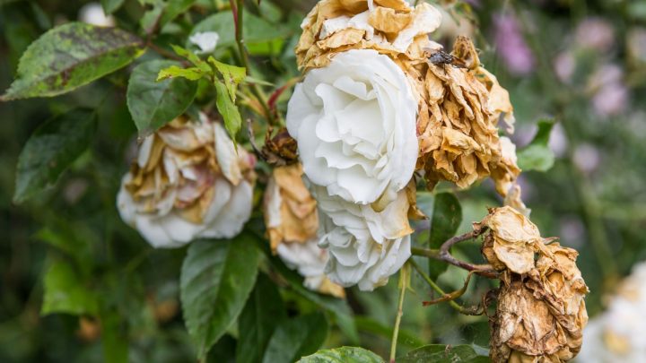 Wilted Rose: 9 Main Causes And Helpful Solutions