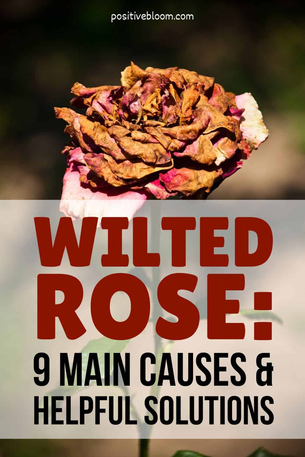 Wilted Rose 9 Main Causes And Helpful Solutions Pinterest