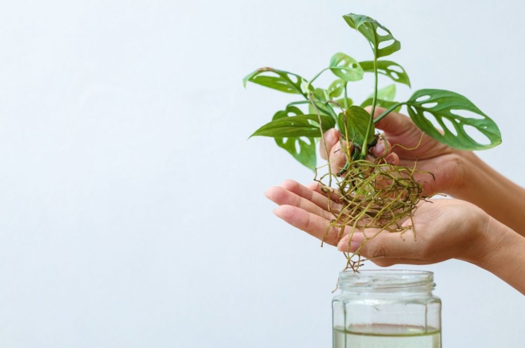 How And When To Propagate Monstera In Water: Pro Tips