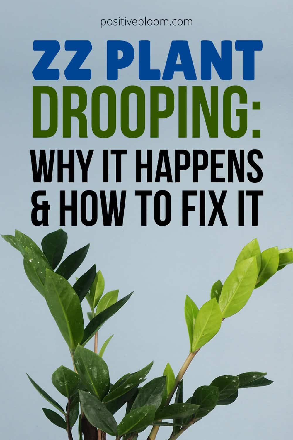 ZZ Plant Drooping Why It Happens And How To Fix It Pinterest