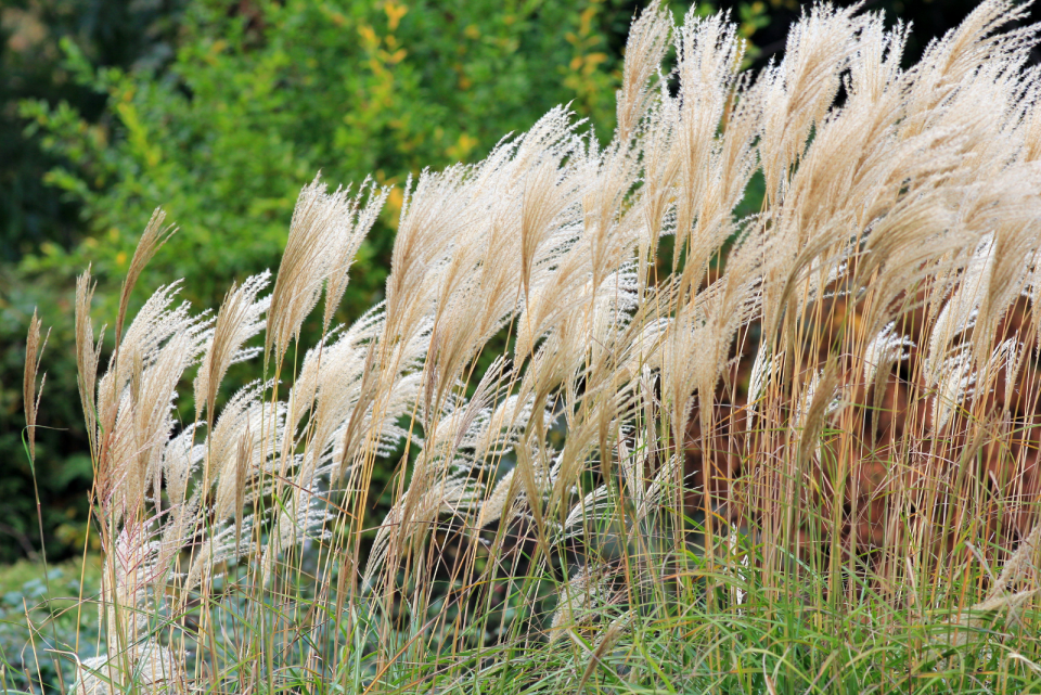 How To Grow And Care For Fall Blooming Reed Grass