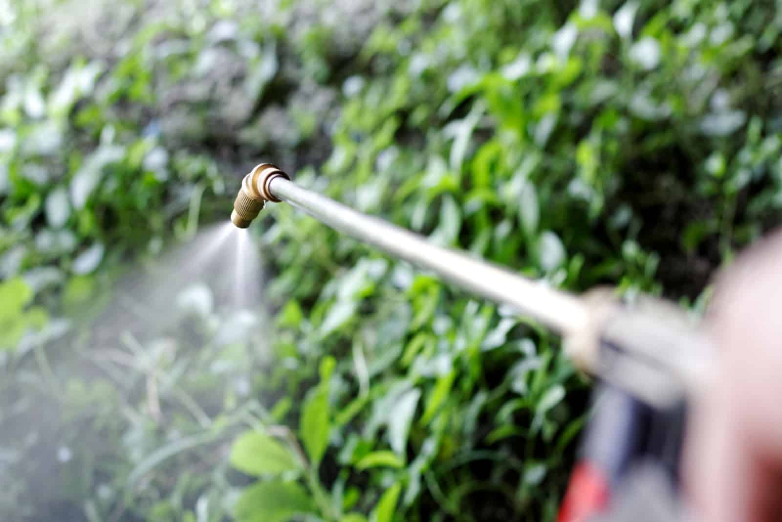 a person sprays a plant with a sprayer