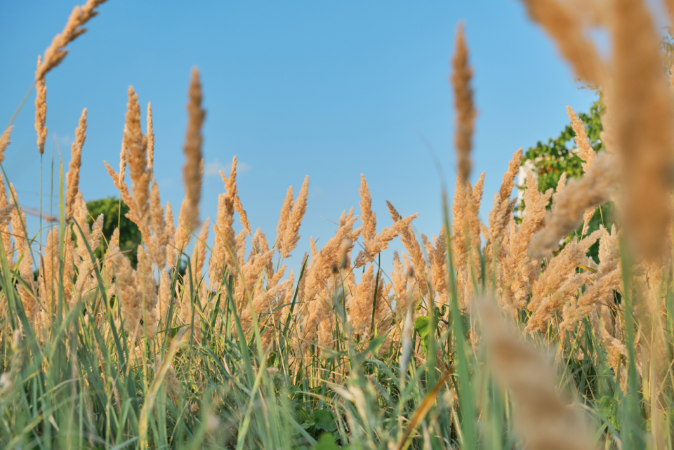 How To Grow And Care For Fall Blooming Reed Grass