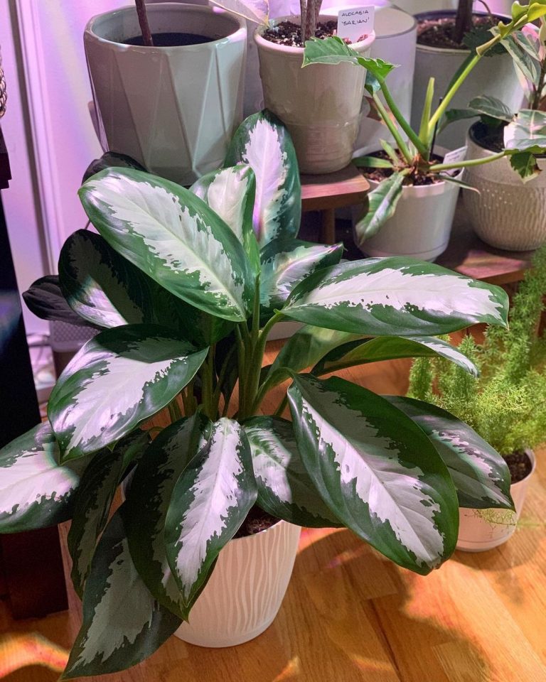 Aglaonema Species Identification: How To Tell Them Apart