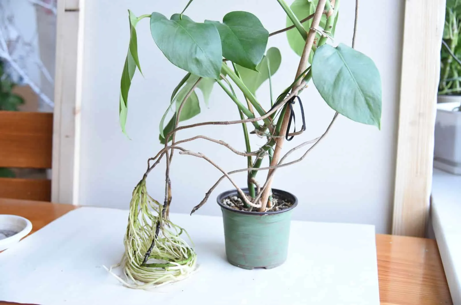 big monstera plant on table