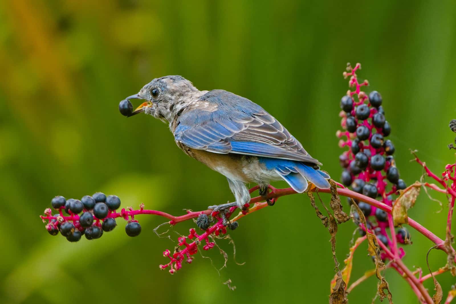 bird eats pokeweed berries