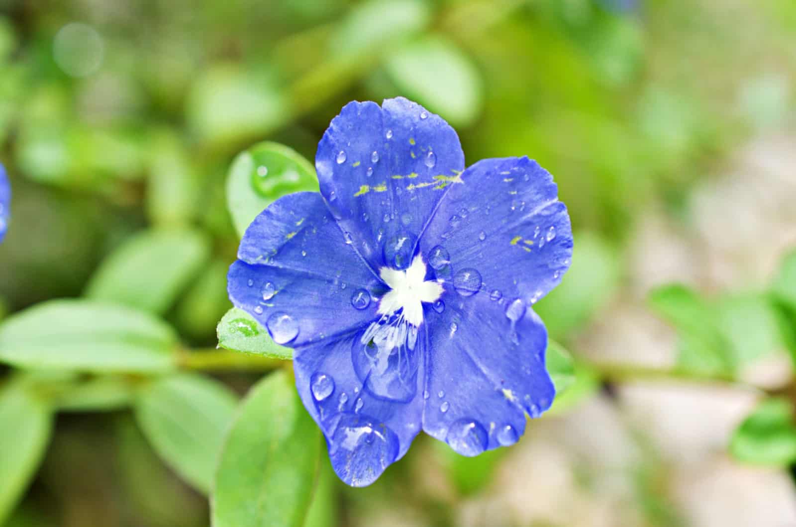 blue daze flower