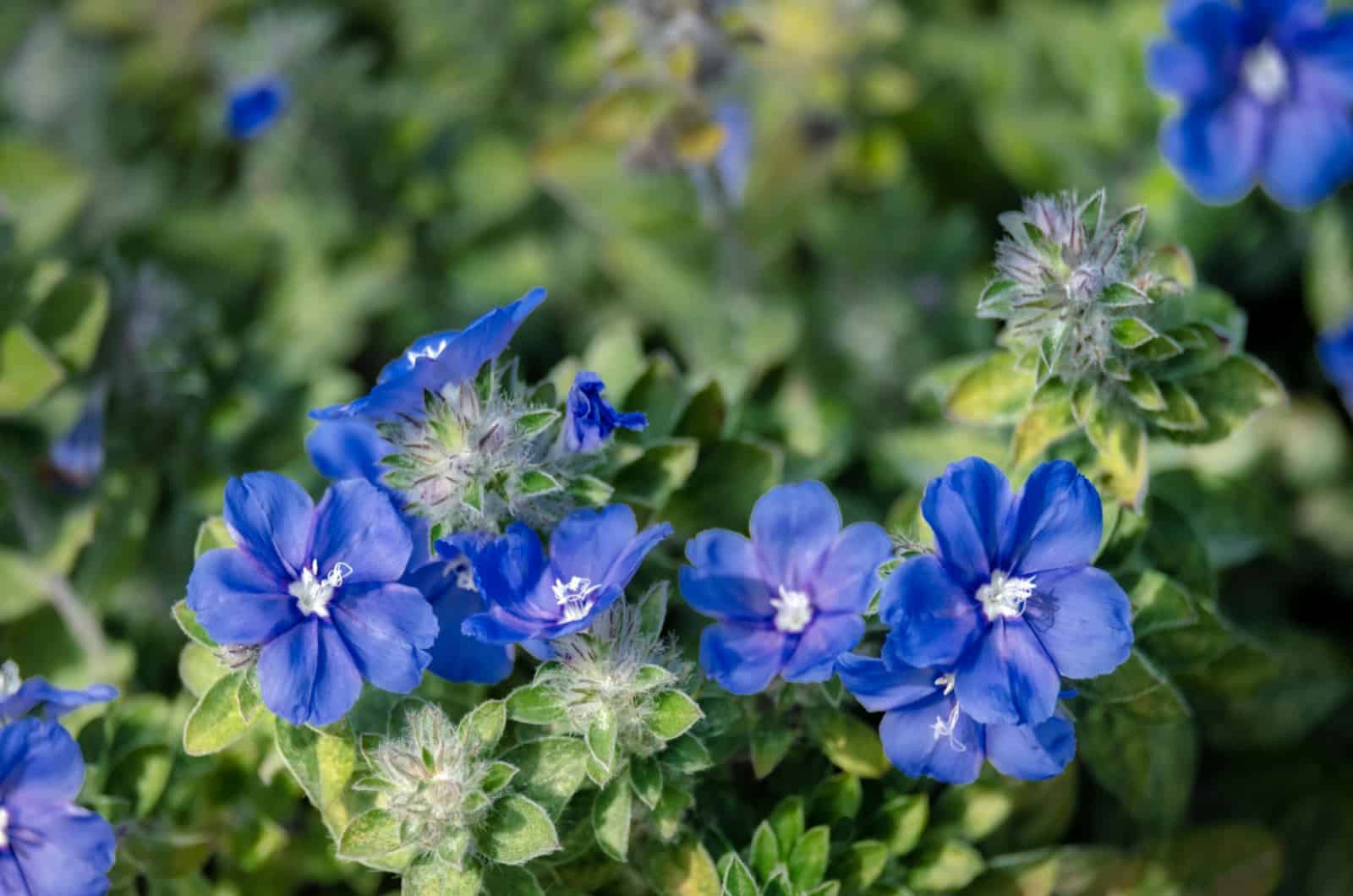blue daze flowers