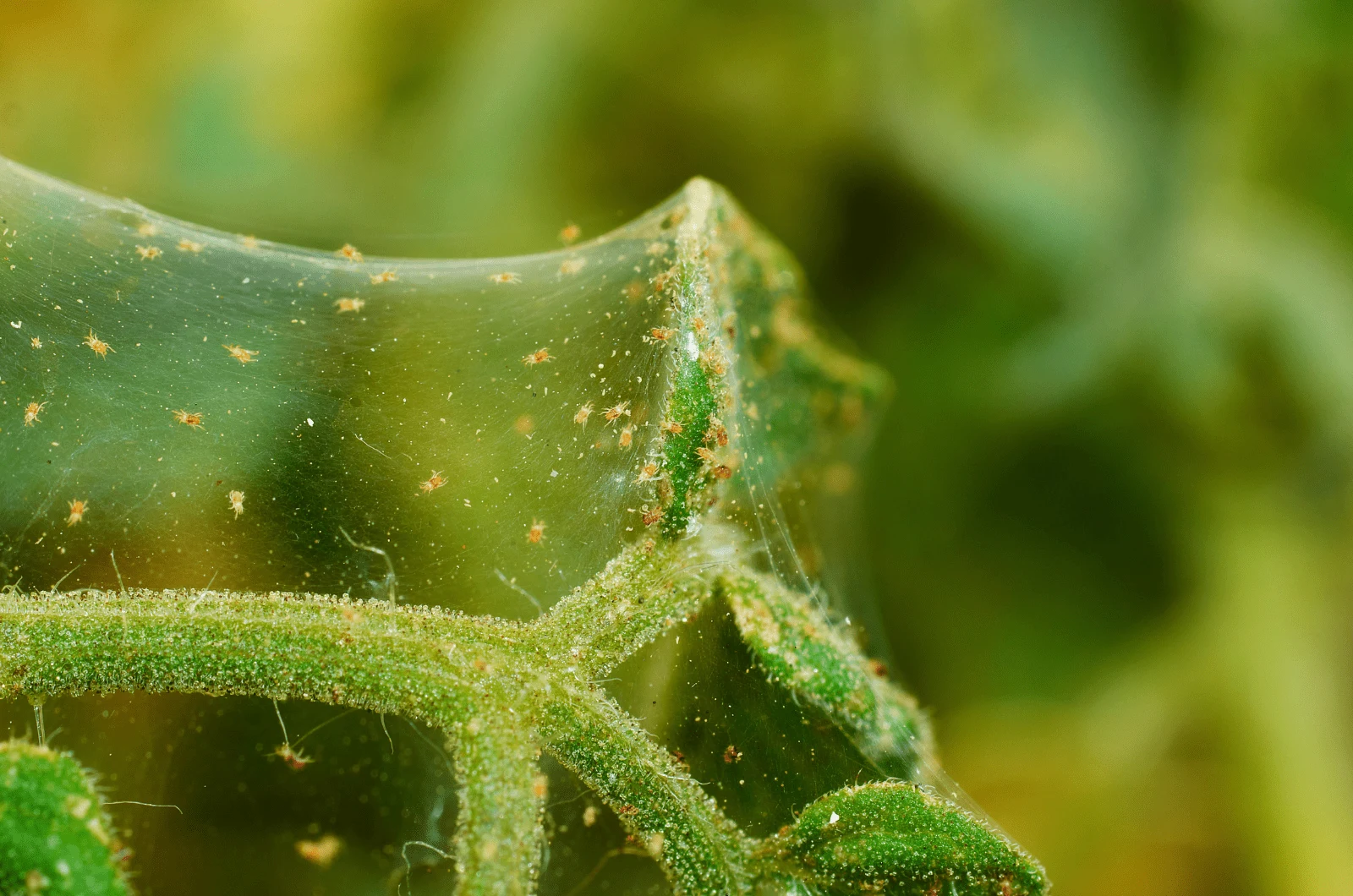 close photo of Spider Mites on plant