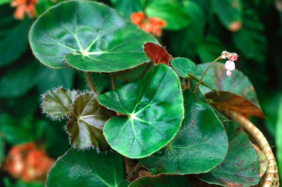 Begonia Beefsteak How To Grow And Care For It