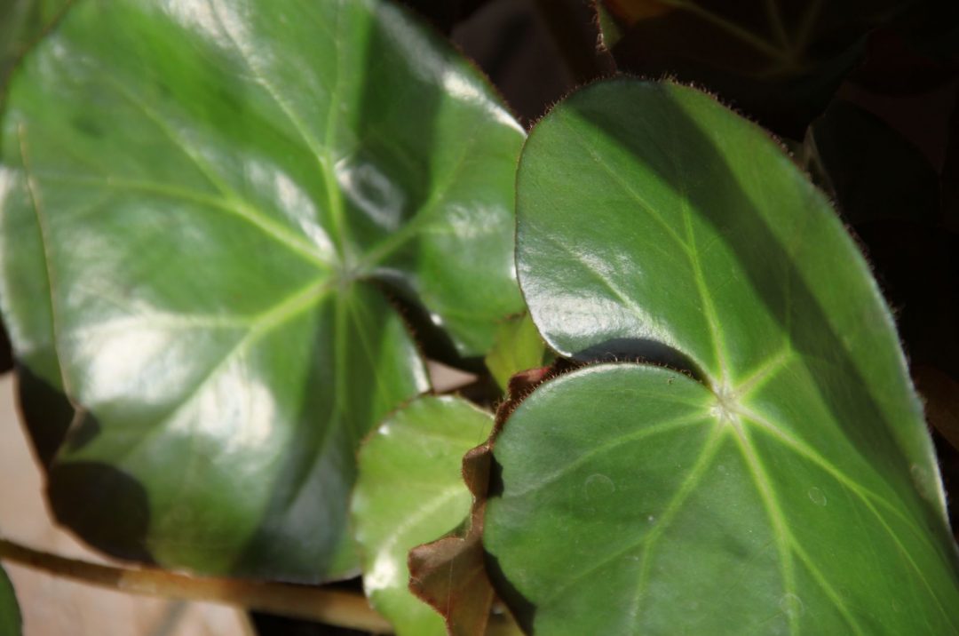 Begonia Beefsteak How To Grow And Care For It
