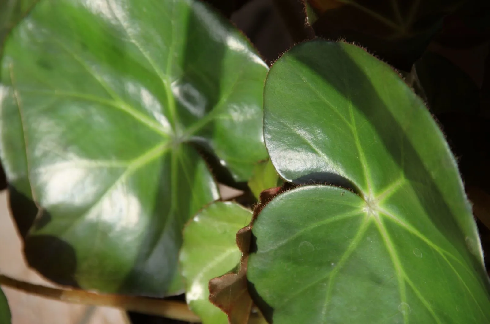 close shot of Begonia Beefsteak leaves
