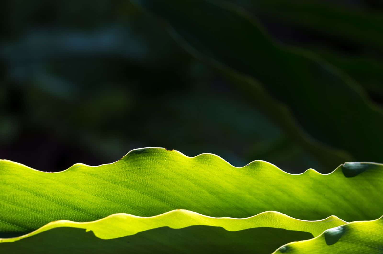 close shot of Monstera Leaf