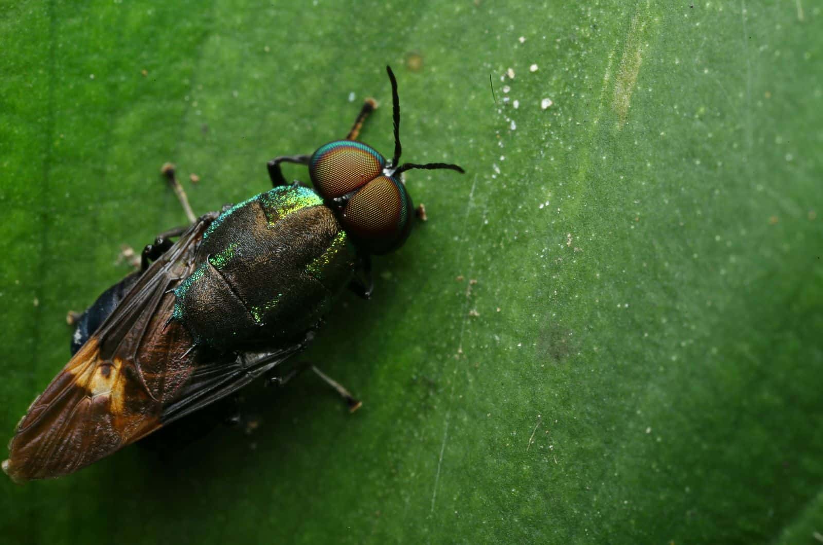close shot of Plant Fly