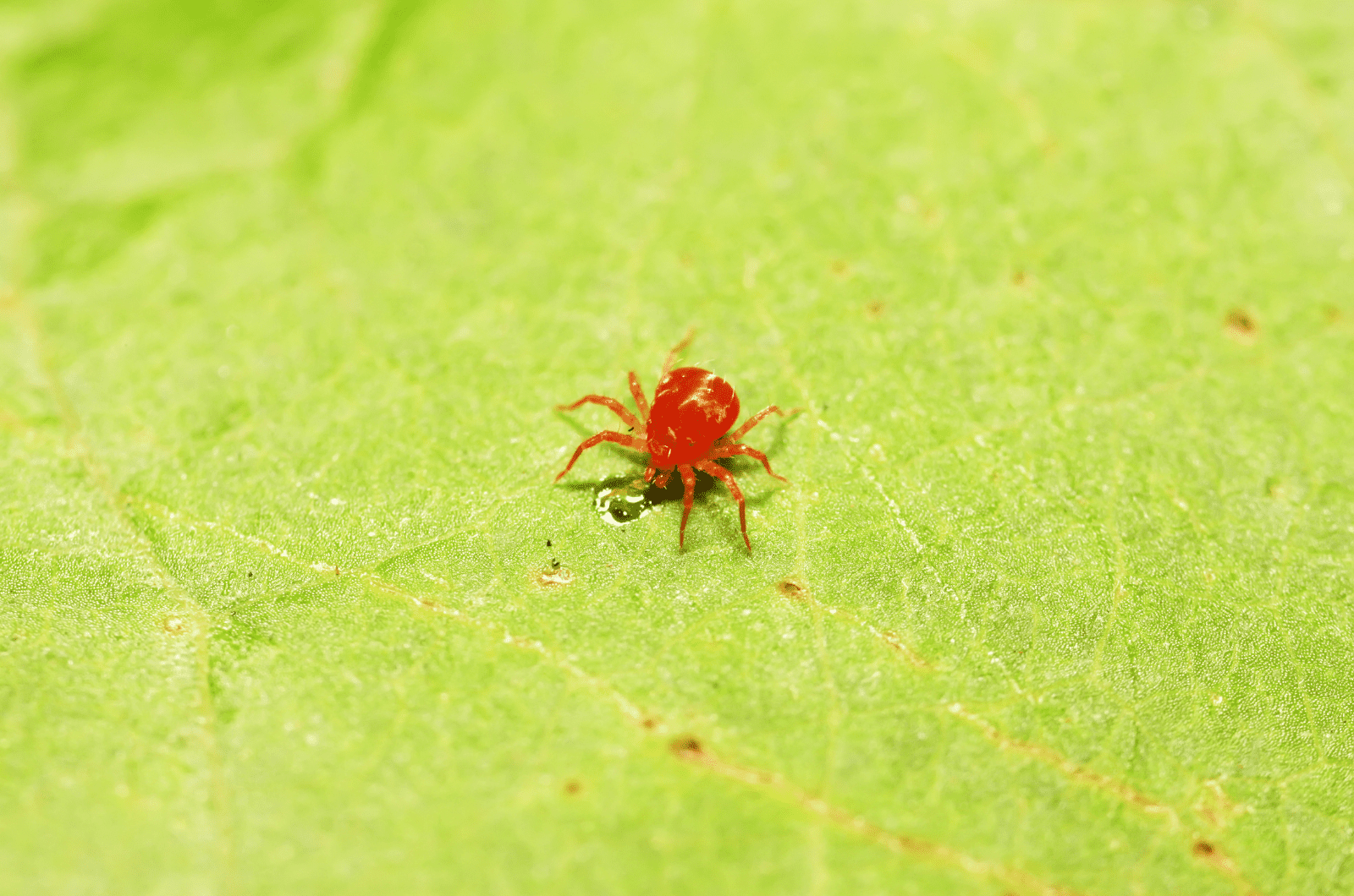 close shot of Spider Mite