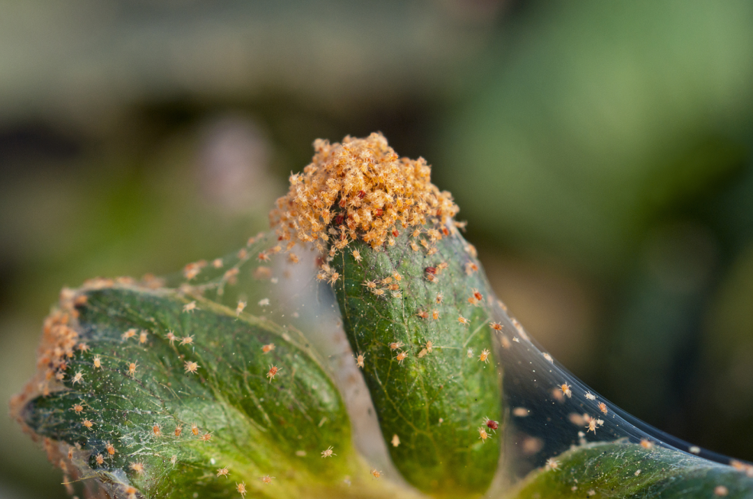 Can Spider Mites Live Without Plants? All The Answers Here!