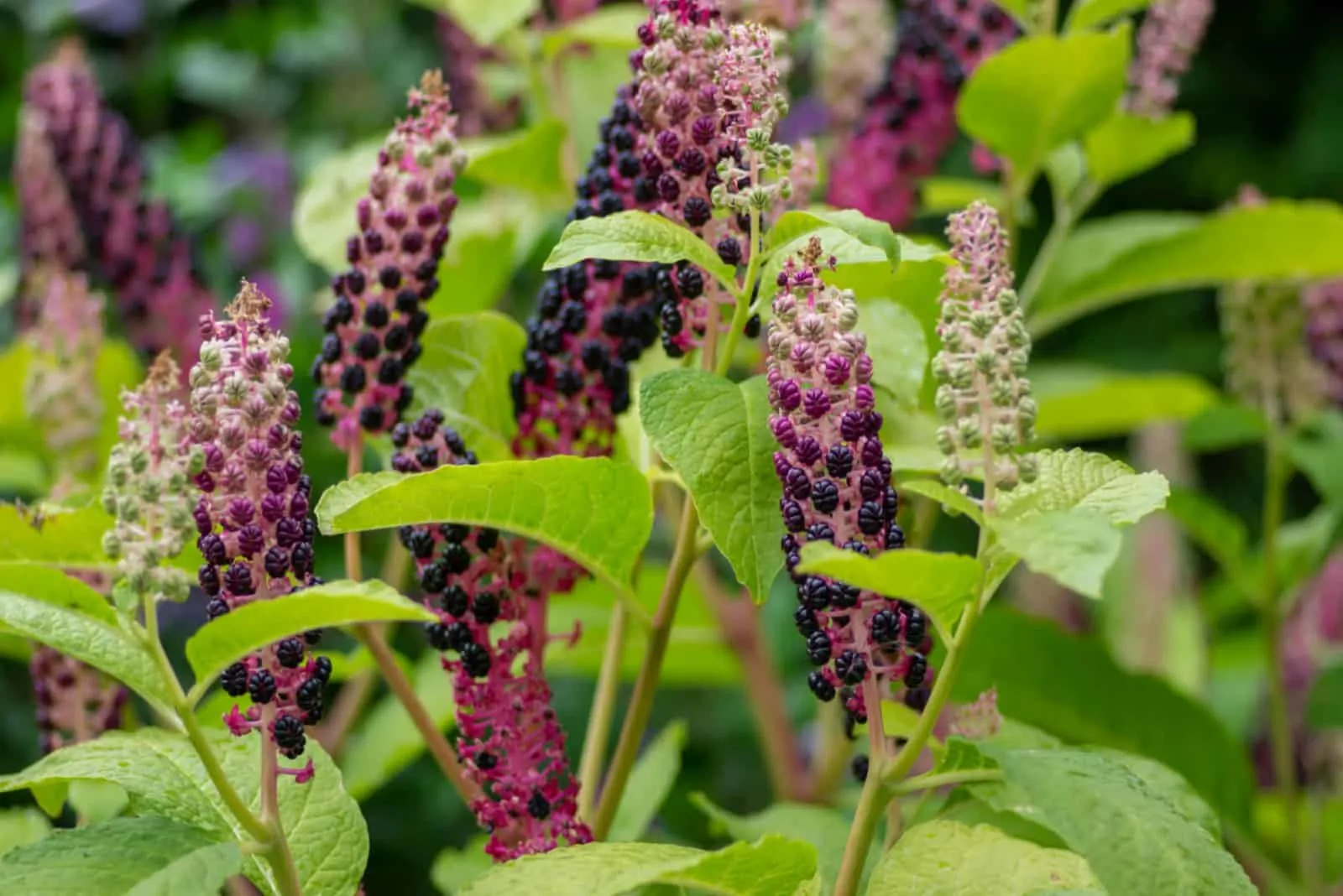 close up photo of Pokeweed Plant