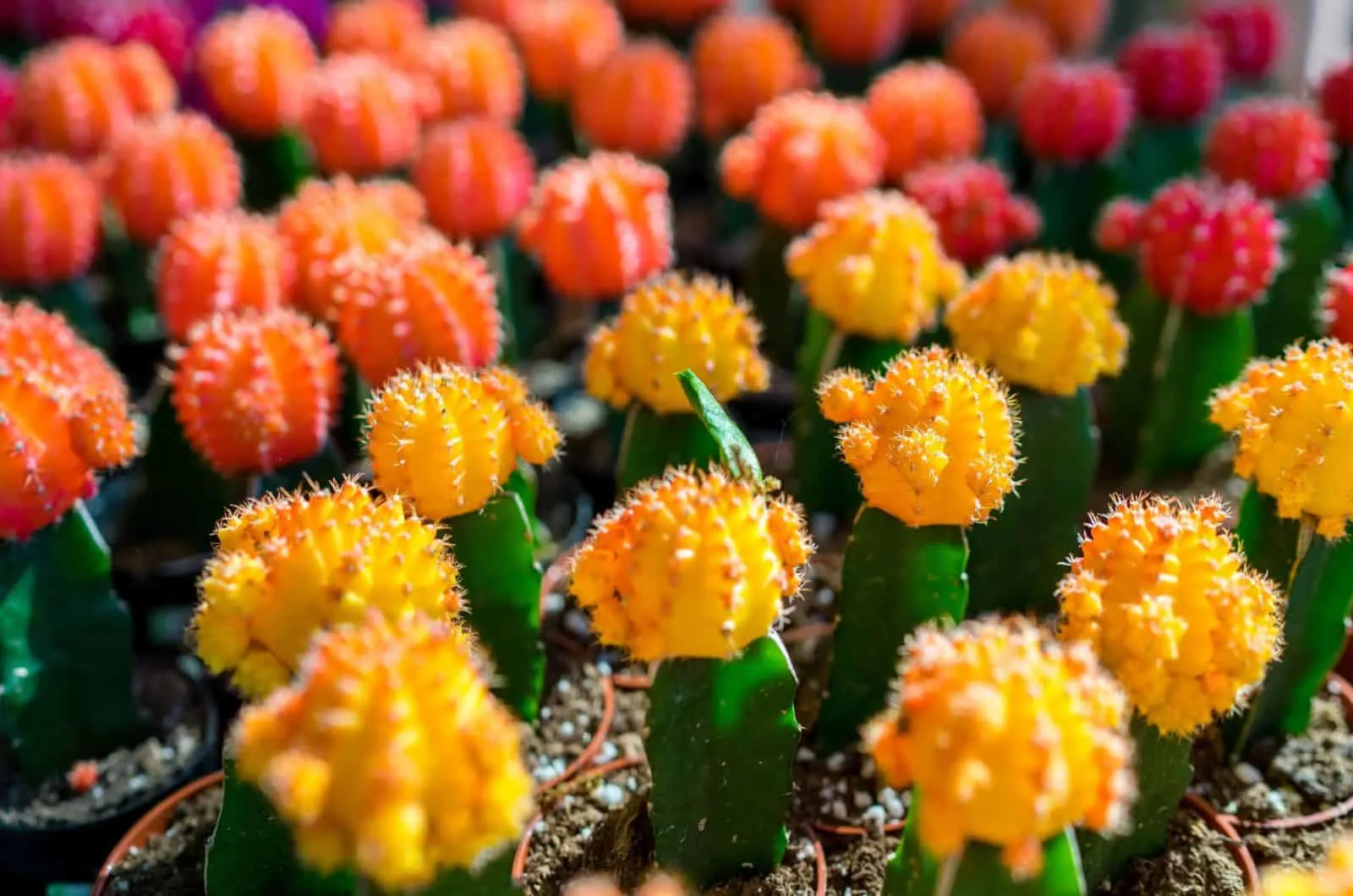colorful moon cactus plants