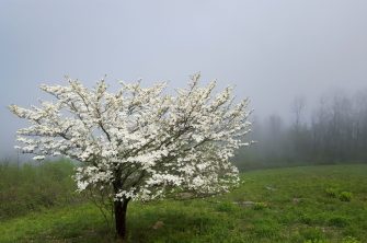 Cherokee Princess Dogwood: Everything You Need To Know