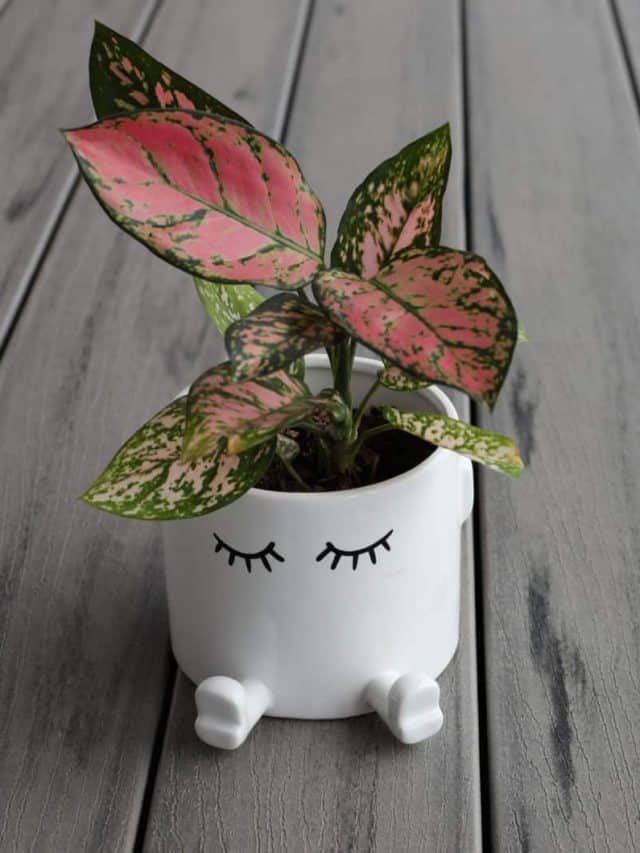 Aglaonema Varieties For Every Home