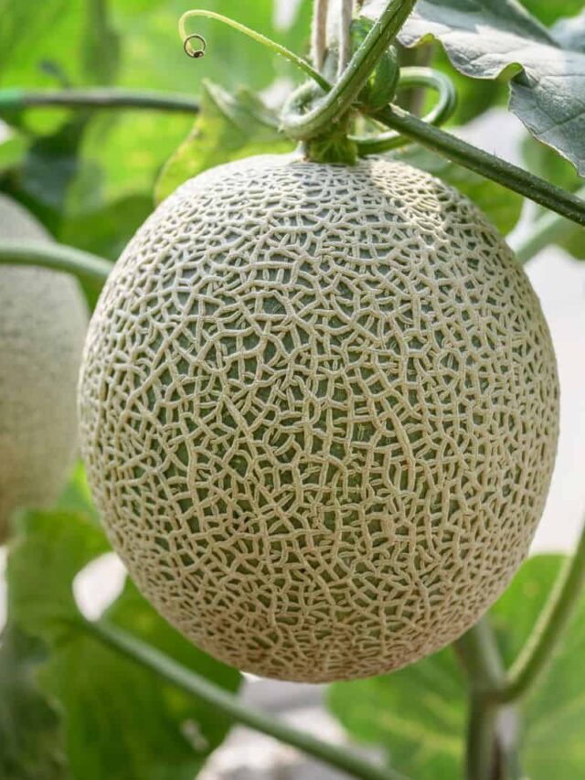 Cantaloupe