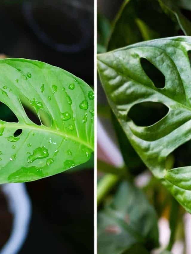 Monstera Laniata Vs Adansonii