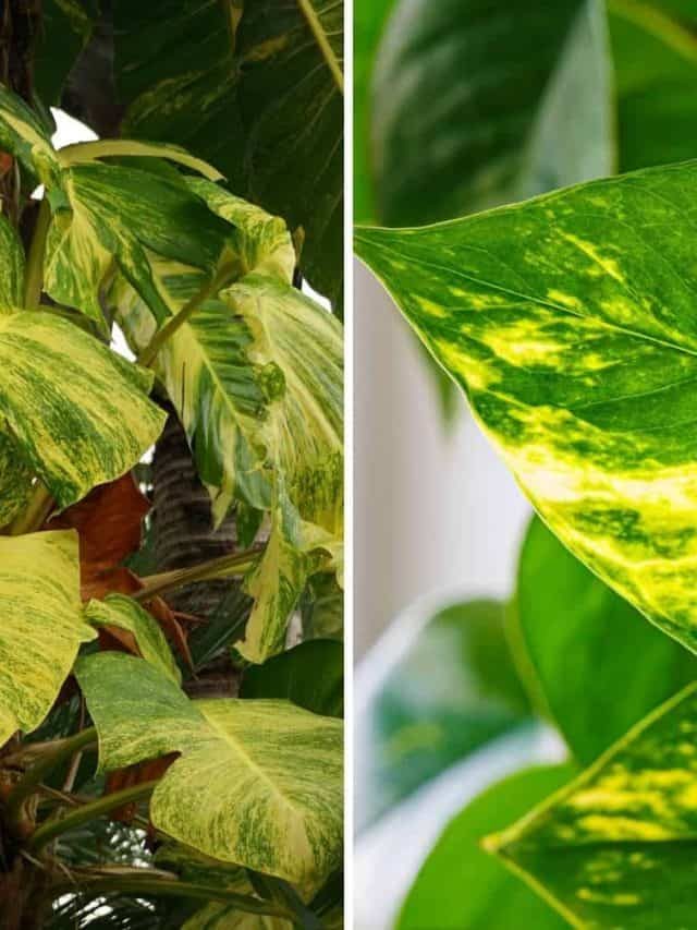 Analysis Of Hawaiian Pothos vs Golden Pothos