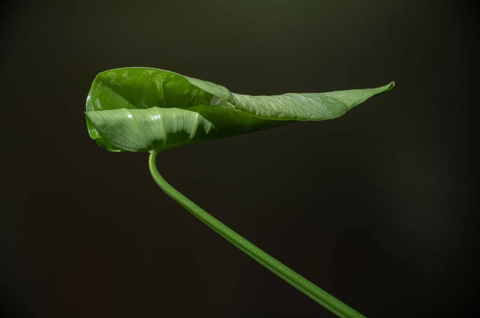 curled Monstera Leaf