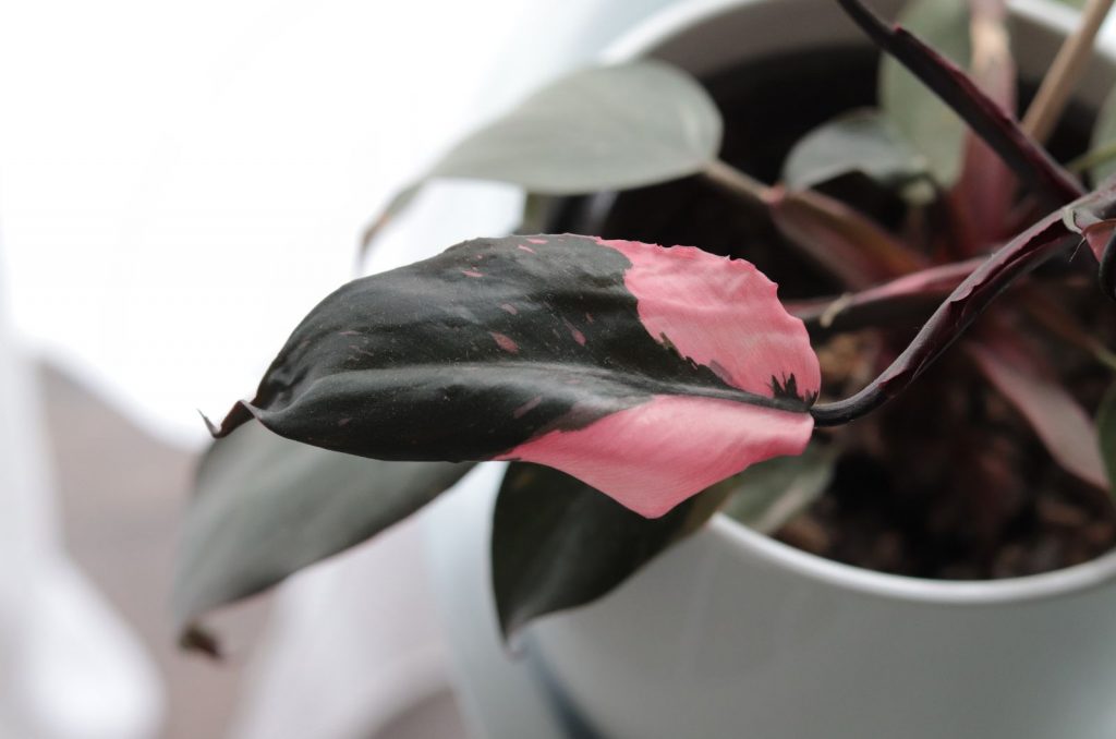 A Complete Care Guide For The Rare Philodendron Red Princess   Detail Of A Philodendron Pink Princess 1024x678 