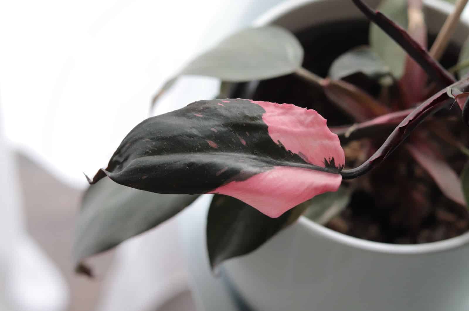 detail of a Philodendron Pink Princess