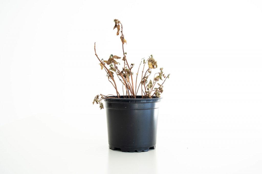 Basil Plant Wilting? Find Out Why And How To Fix It