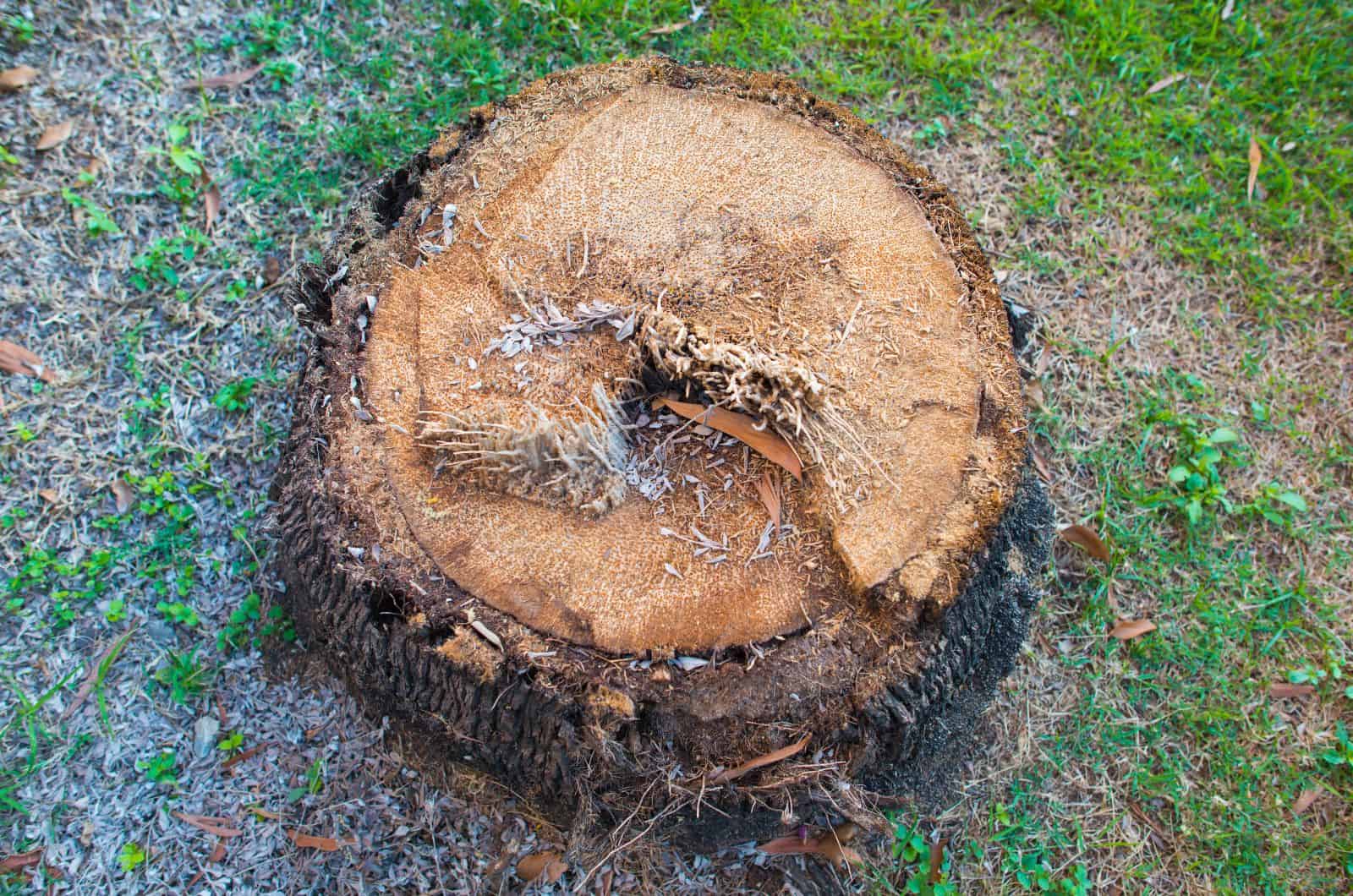 dry Palm Tree Stump