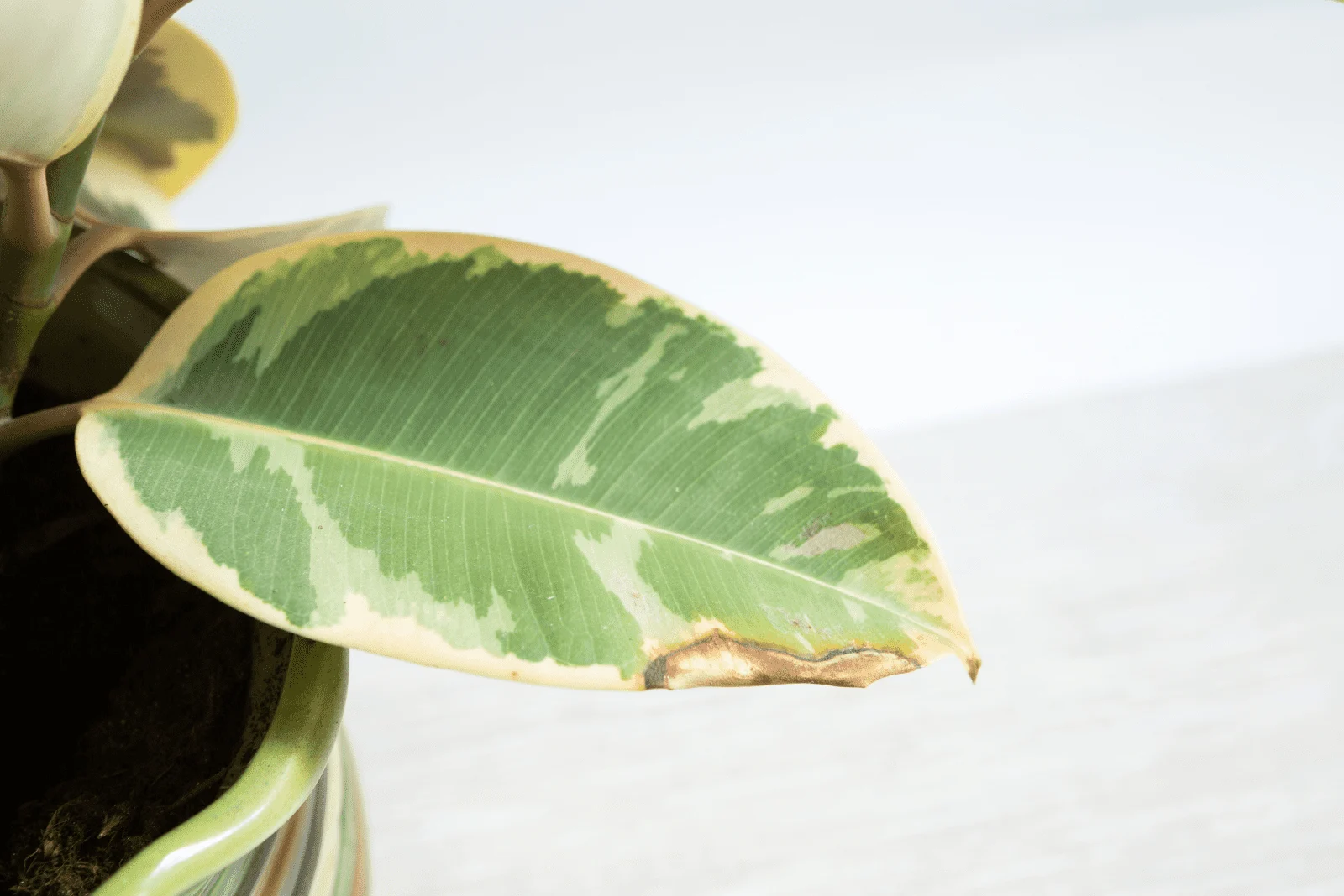 dry leaf of Variegated Rubber Plant