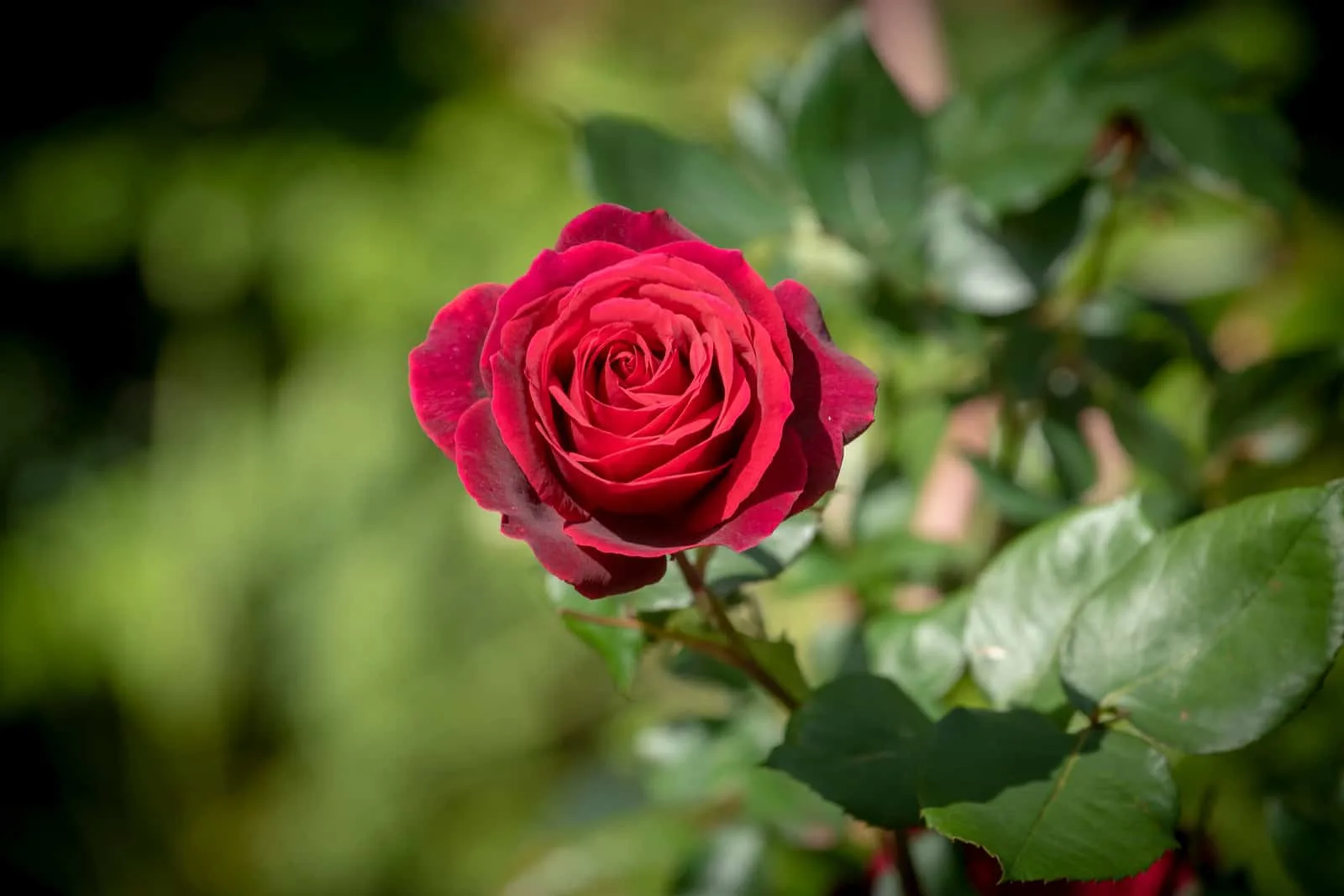 full bloom red rose