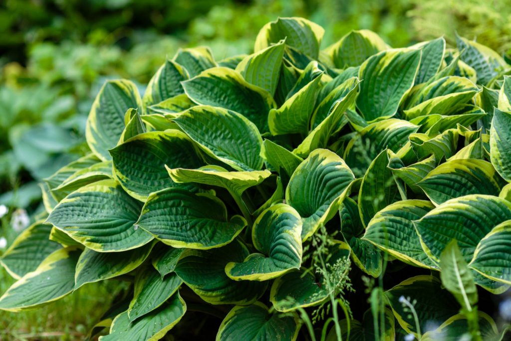 10 Liriope Companion Plants A Complete List And Care Guides